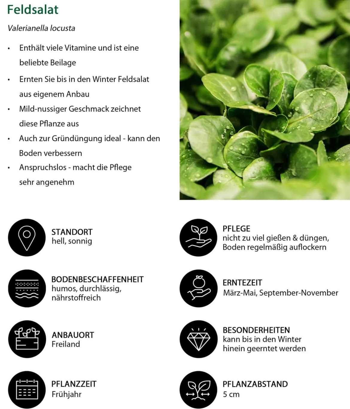 Feldsalat grün, 20er Schale