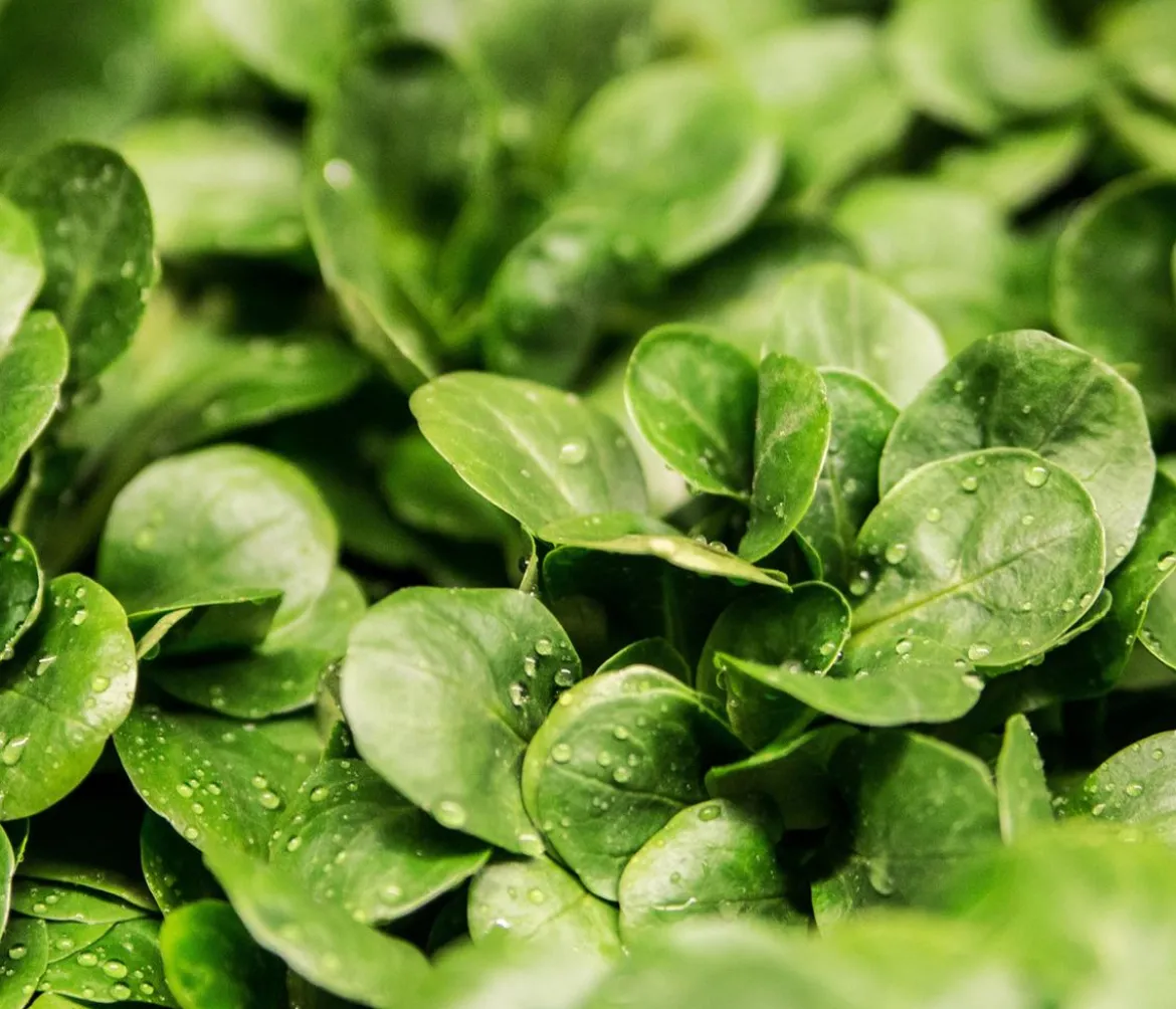 Feldsalat grün, 20er Schale