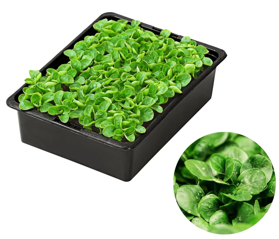 Feldsalat grün, 20er Schale