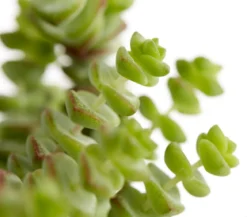 Felsen-Dickblatt - Crassula rupestris subsp. marnieriana 'Hottentot'