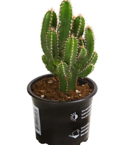 Felsenkaktus - Cereus repandus/Cereus peruvianus