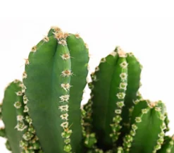 Felsenkaktus - Cereus repandus/Cereus peruvianus