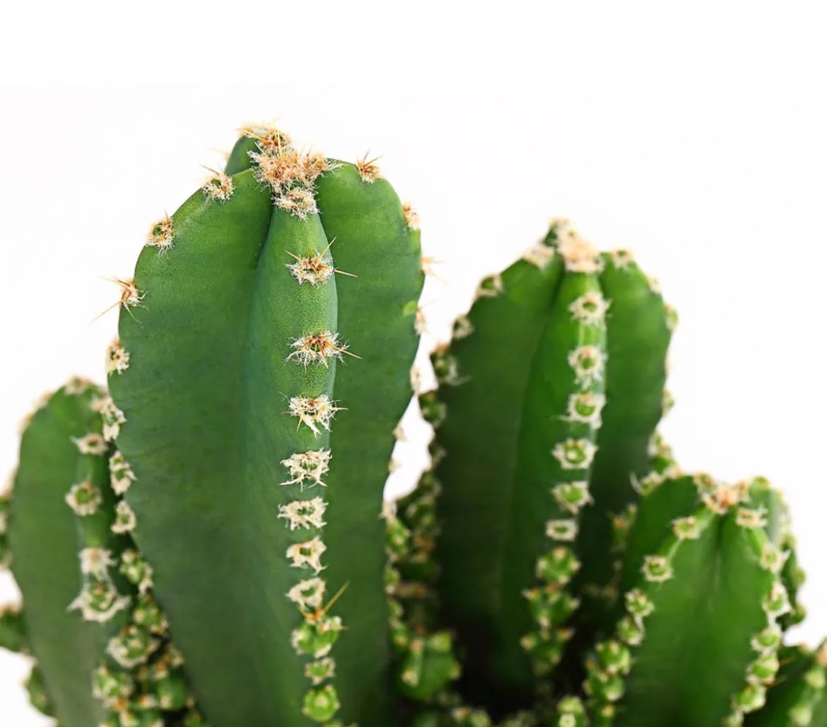 Felsenkaktus - Cereus repandus/Cereus peruvianus