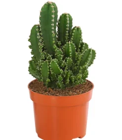 Felsenkaktus - Cereus repandus/Cereus peruvianus