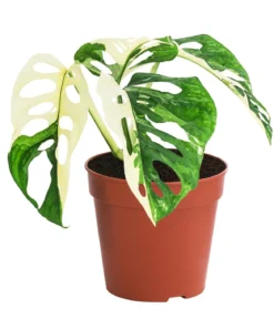 Fensterblatt - Monstera adansonii variegata