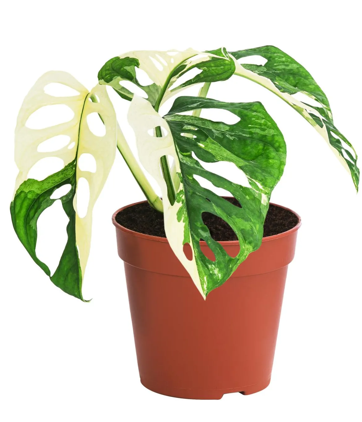 Fensterblatt - Monstera adansonii variegata