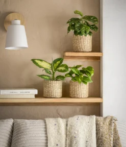 Fensterblatt - Monstera adansonii