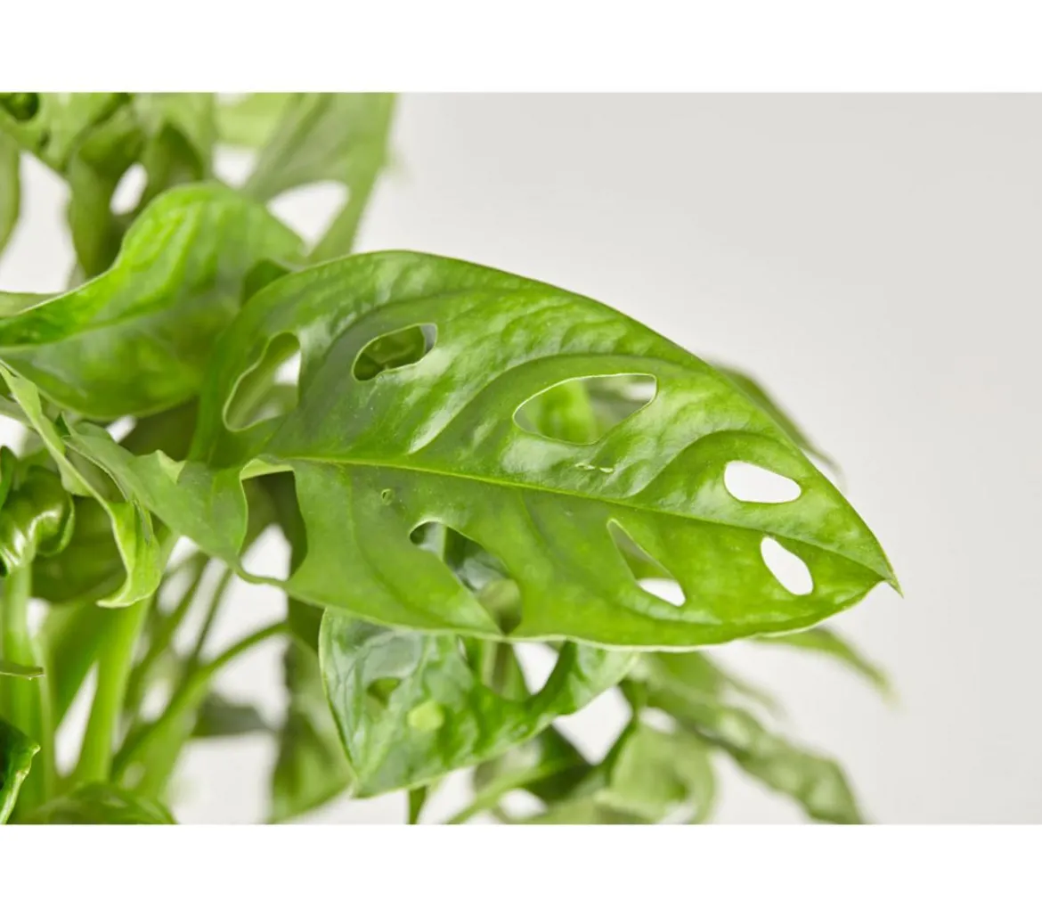 Fensterblatt - Monstera adansonii, Ampel