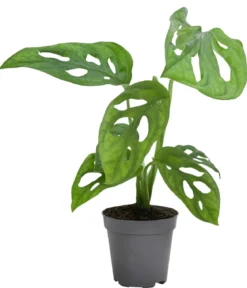 Fensterblatt - Monstera adansonii 'Monkey Mask'