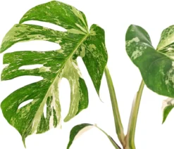 Fensterblatt - Monstera deliciosa 'Variegata', panaschiert