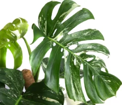 Fensterblatt - Monstera deliciosa 'Variegata' am Moosstab