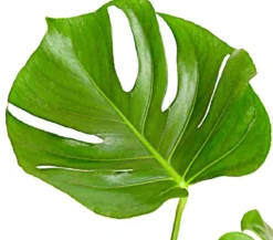 Fensterblatt - Monstera deliciosa