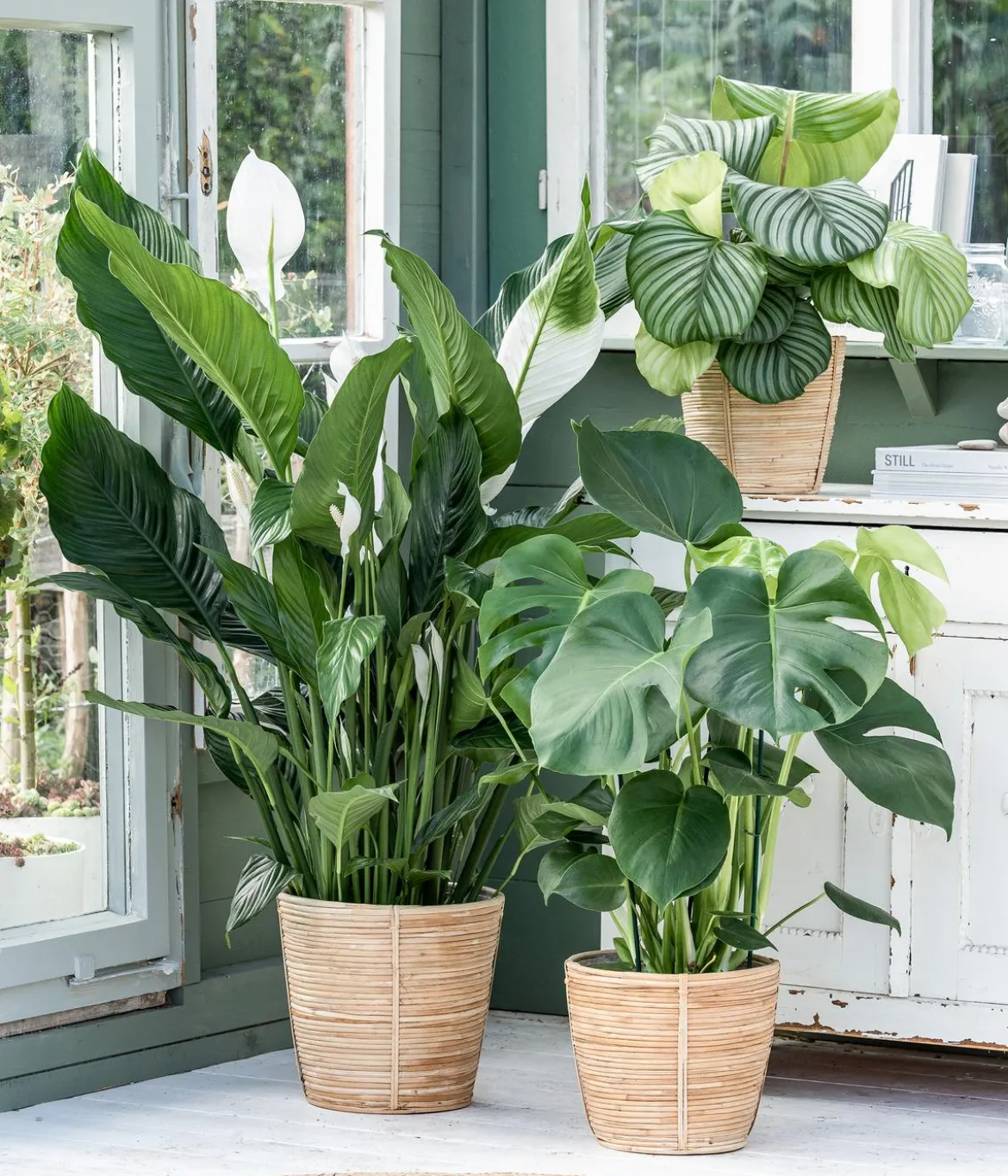 Fensterblatt - Monstera deliciosa