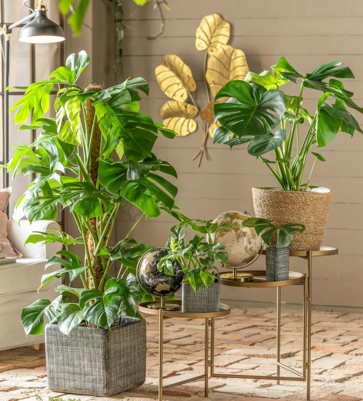 Fensterblatt - Monstera deliciosa