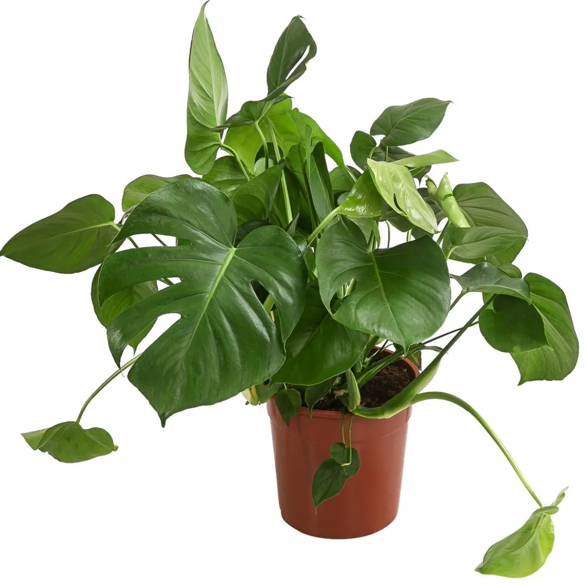 Fensterblatt - Monstera deliciosa