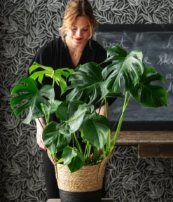 Fensterblatt - Monstera deliciosa