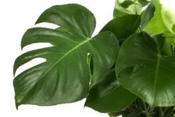 Fensterblatt - Monstera deliciosa