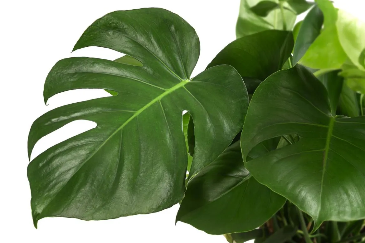 Fensterblatt - Monstera deliciosa