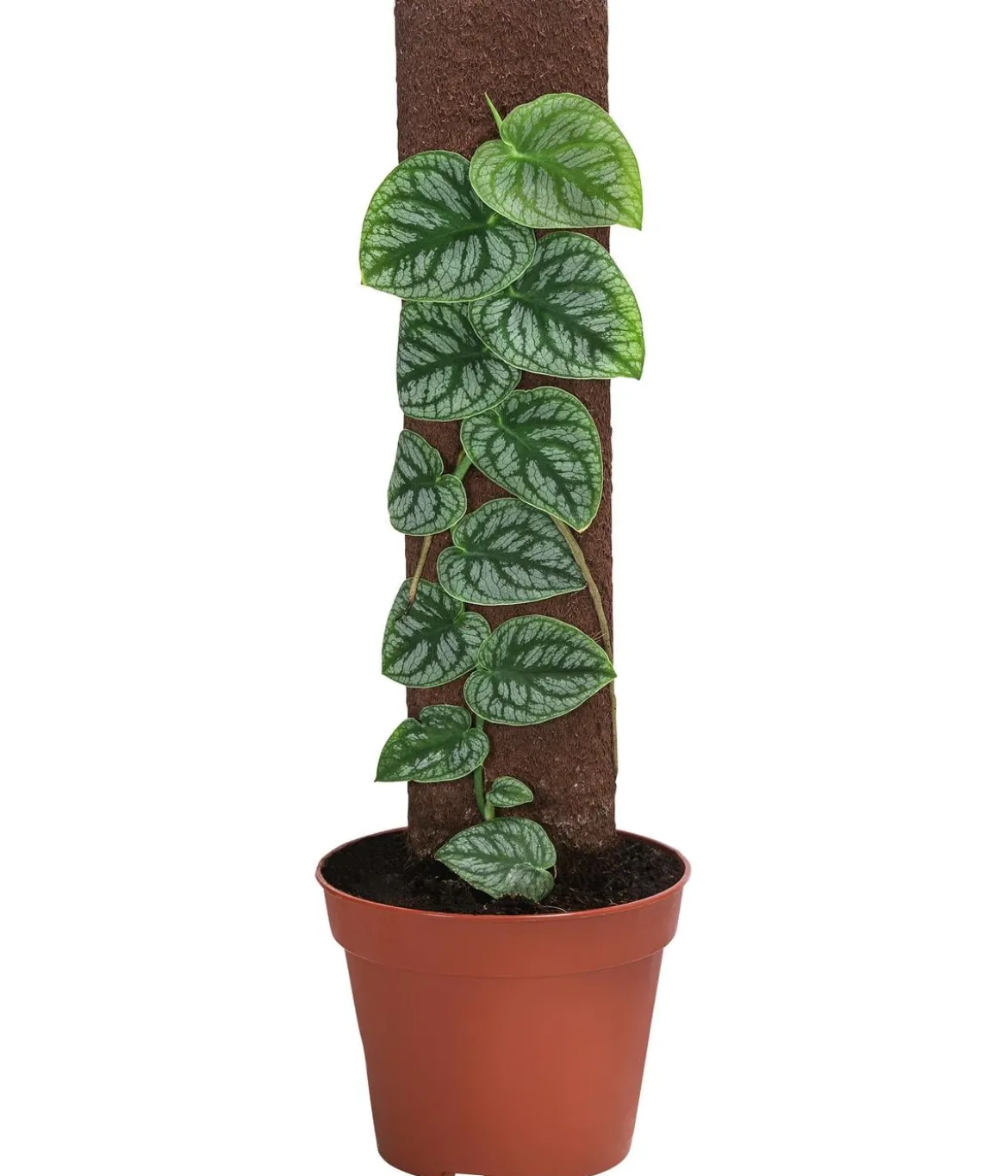 Fensterblatt - Monstera dubia am Kratistestab
