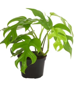 Fensterblatt - Monstera minima/Rhaphidophora tetrasperma