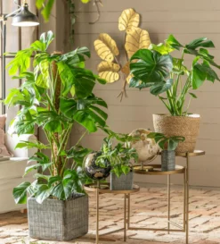 Fensterblatt - Monstera minima/Rhaphidophora tetrasperma