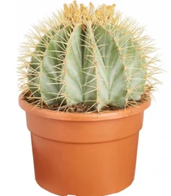 Ferokaktus - Ferocactus glaucescens