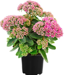 Fetthenne 'Autumn Joy'