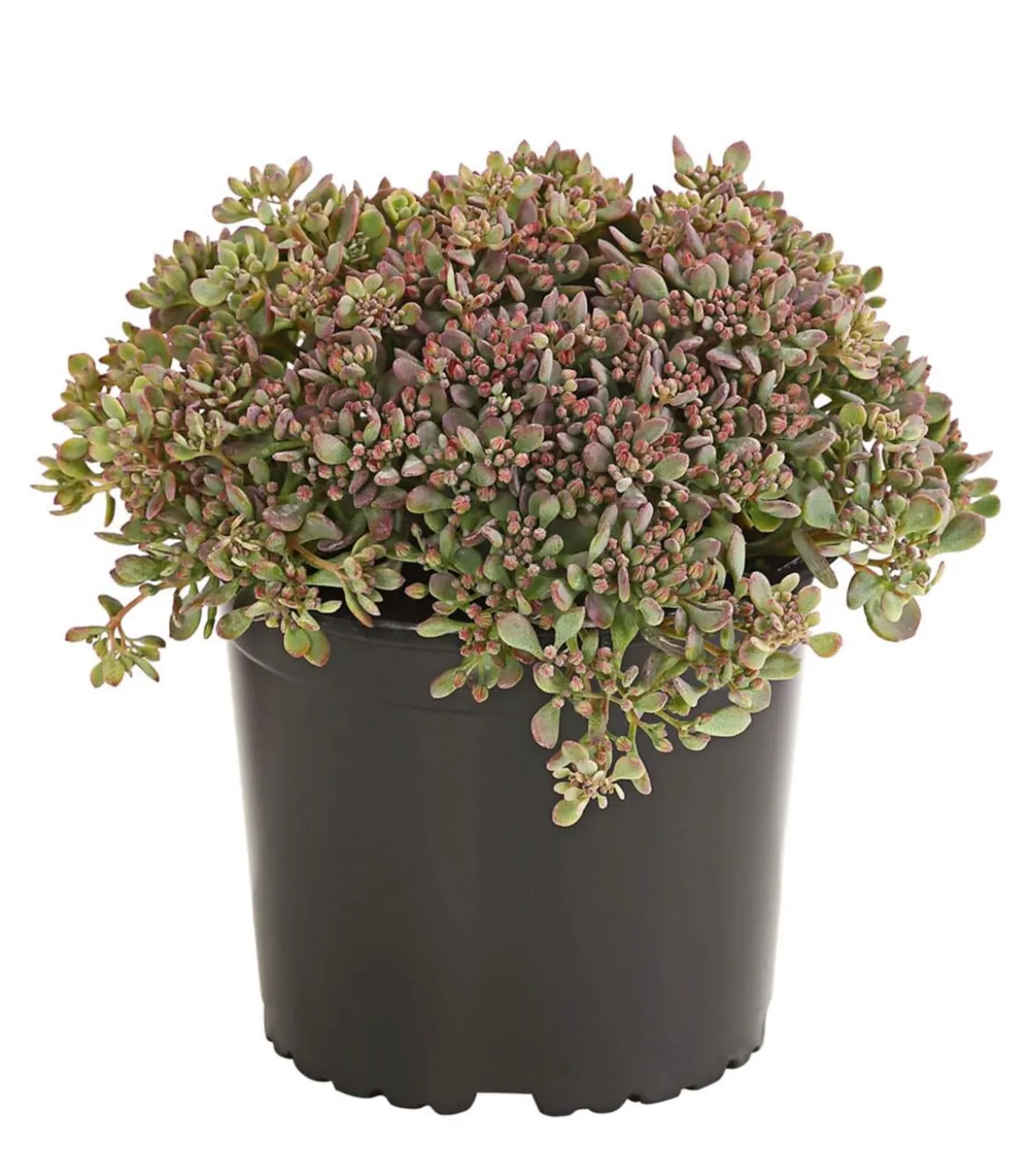 Fetthenne 'Red Canyon'