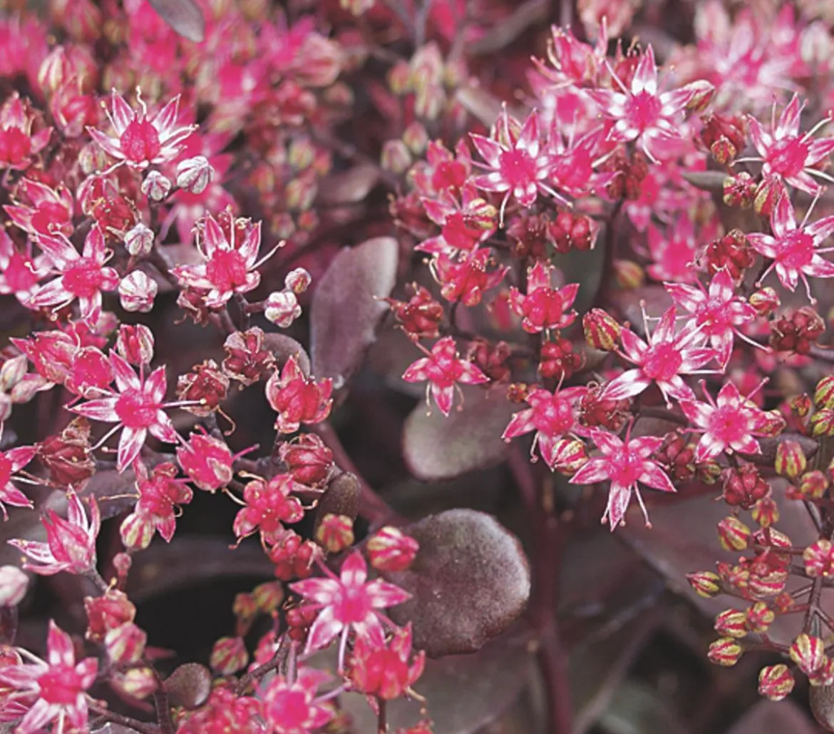Fetthenne 'Red Canyon'