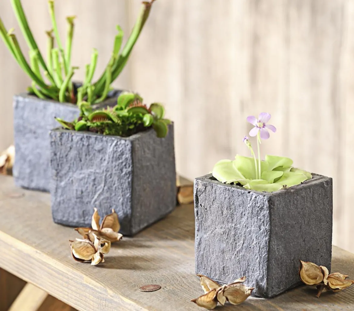 Fettkraut - Pinguicula weser