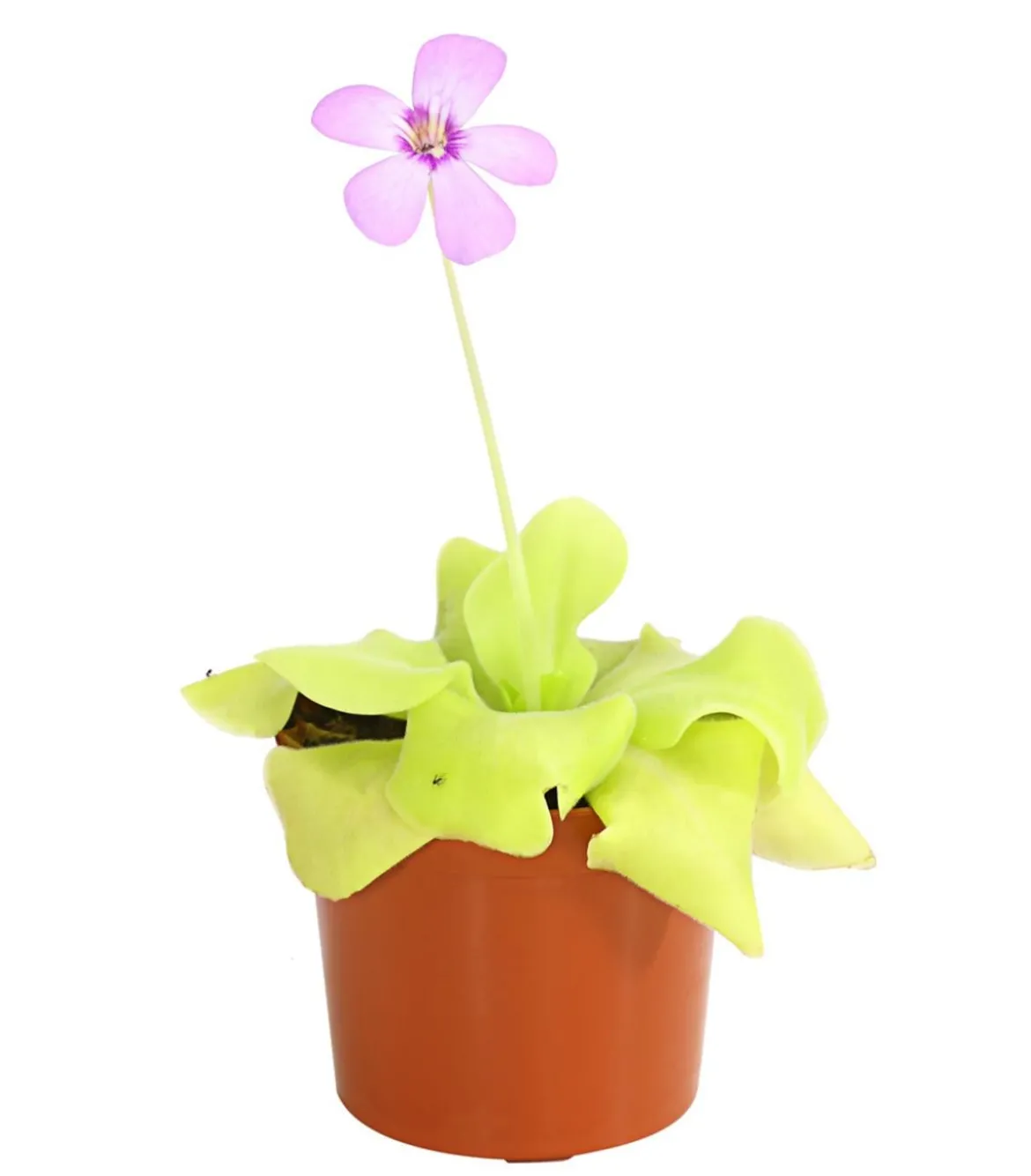 Fettkraut - Pinguicula weser