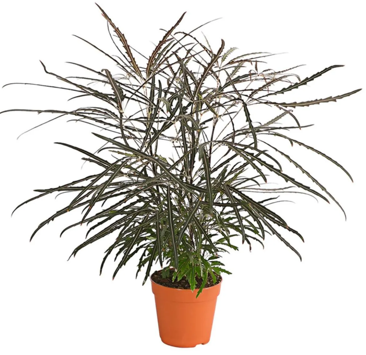 Fingeraralie - Schefflera elegantissima