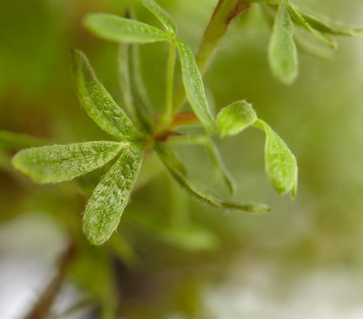 Fingerstrauch