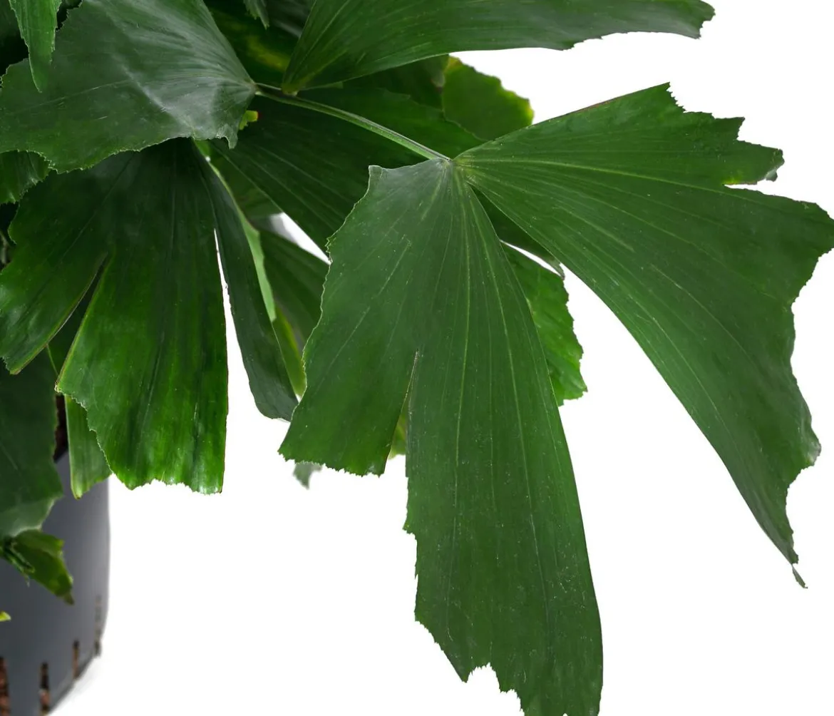 Fischschwanzpalme - Caryota mitis, Hydrokultur
