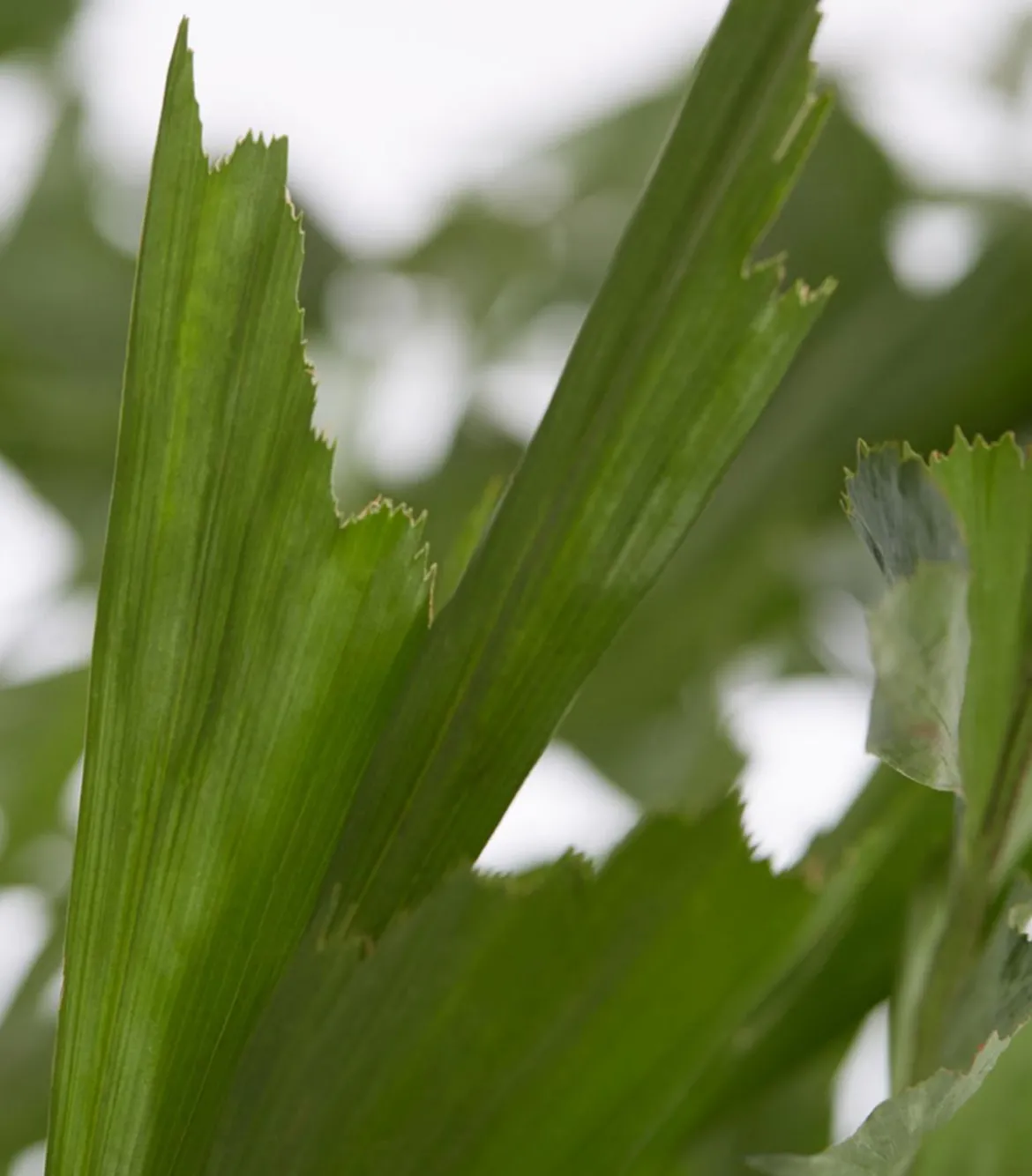Fischschwanzpalme - Caryota mitis
