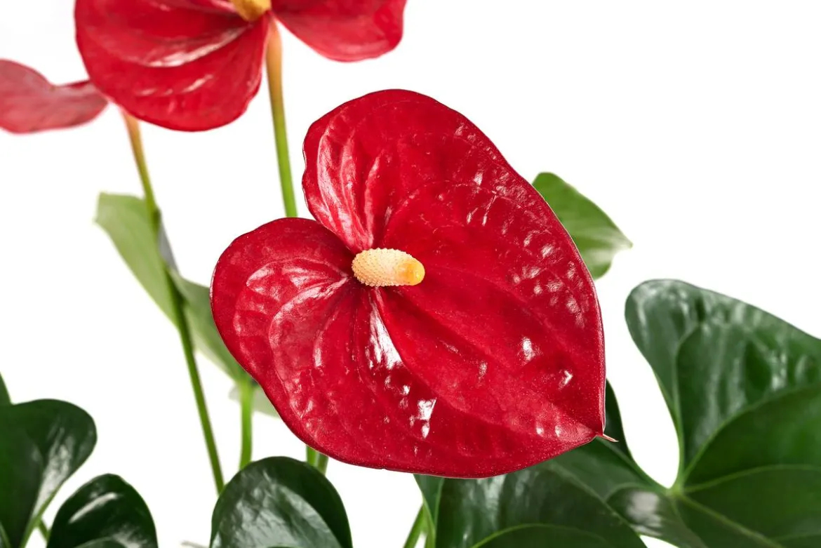 Flamingoblume - Anthurium andreanum, Hydrokultur