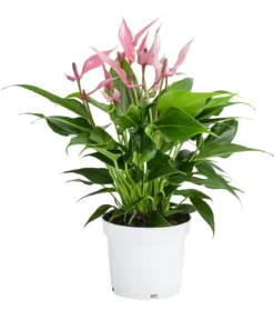 Flamingoblume - Anthurium andreanum 'Lilli'