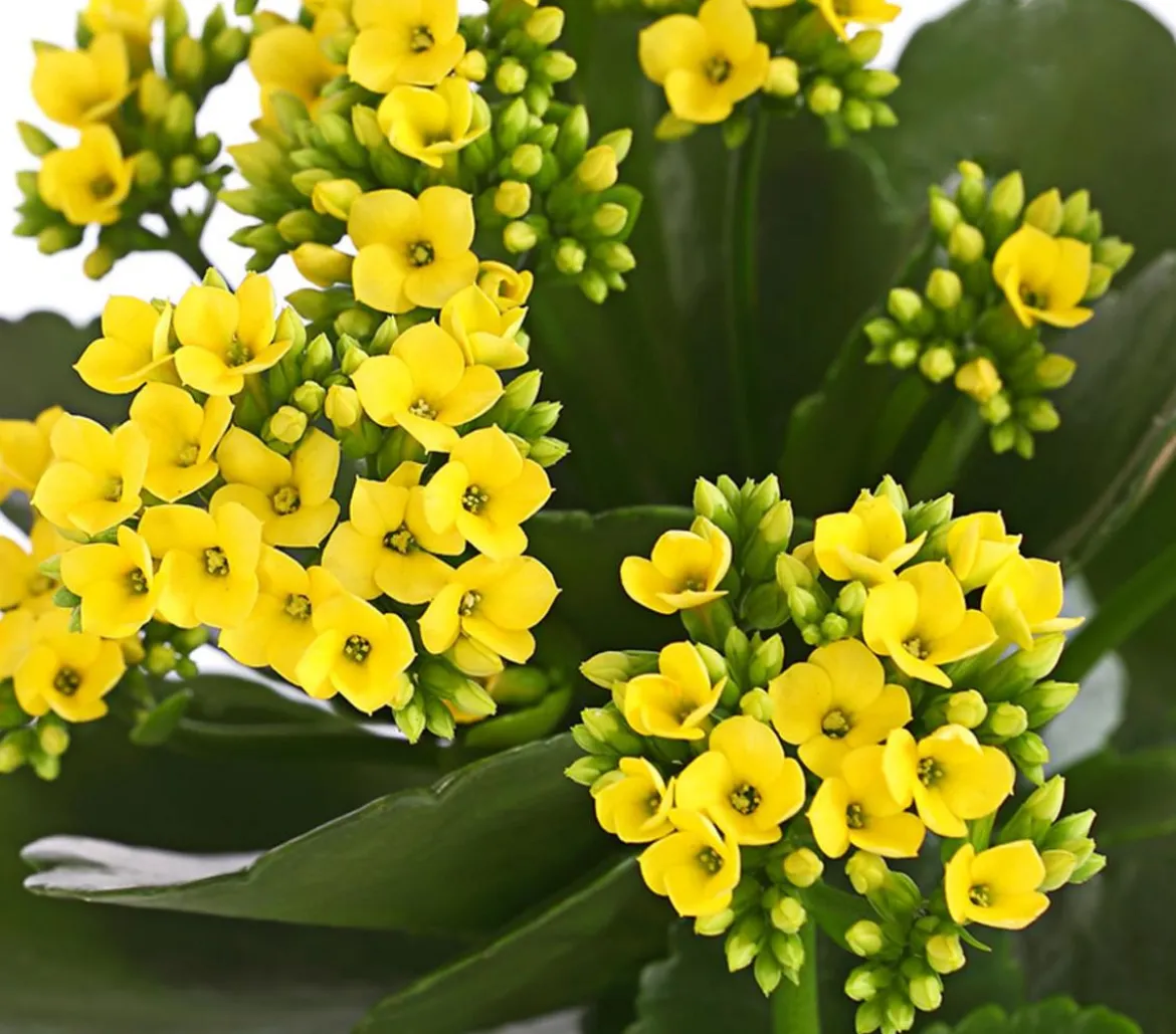Flammendes Käthchen - Kalanchoe blossfeldiana