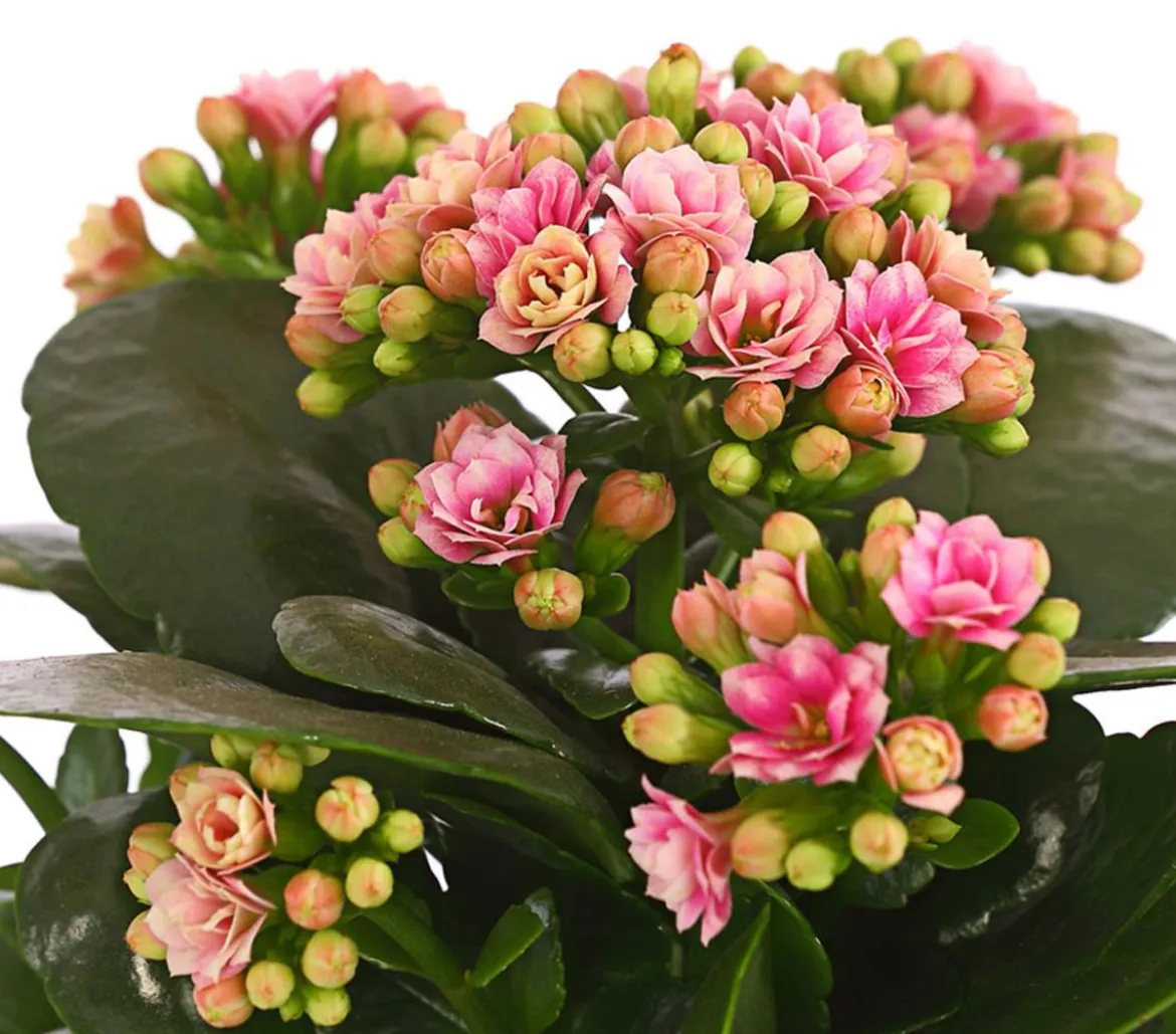 Flammendes Käthchen - Kalanchoe blossfeldiana
