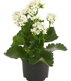 Flammendes Käthchen - Kalanchoe blossfeldiana
