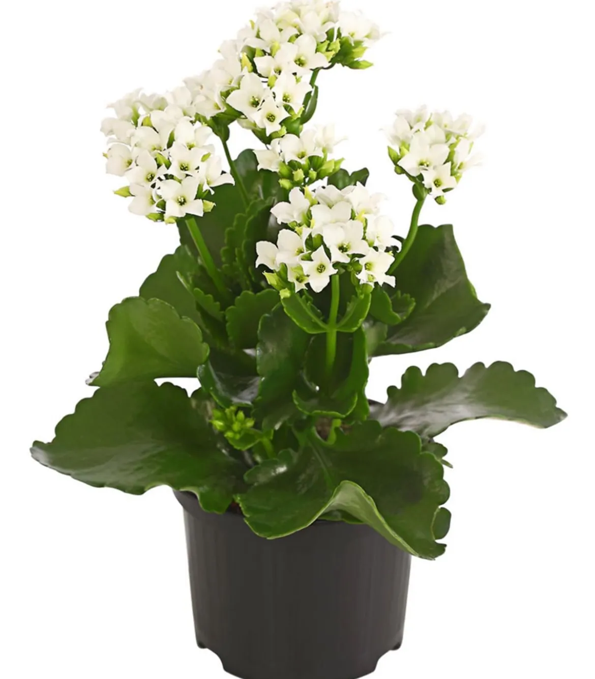 Flammendes Käthchen - Kalanchoe blossfeldiana