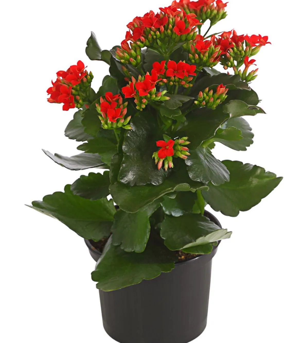 Flammendes Käthchen - Kalanchoe blossfeldiana