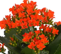 Flammendes Käthchen - Kalanchoe blossfeldiana