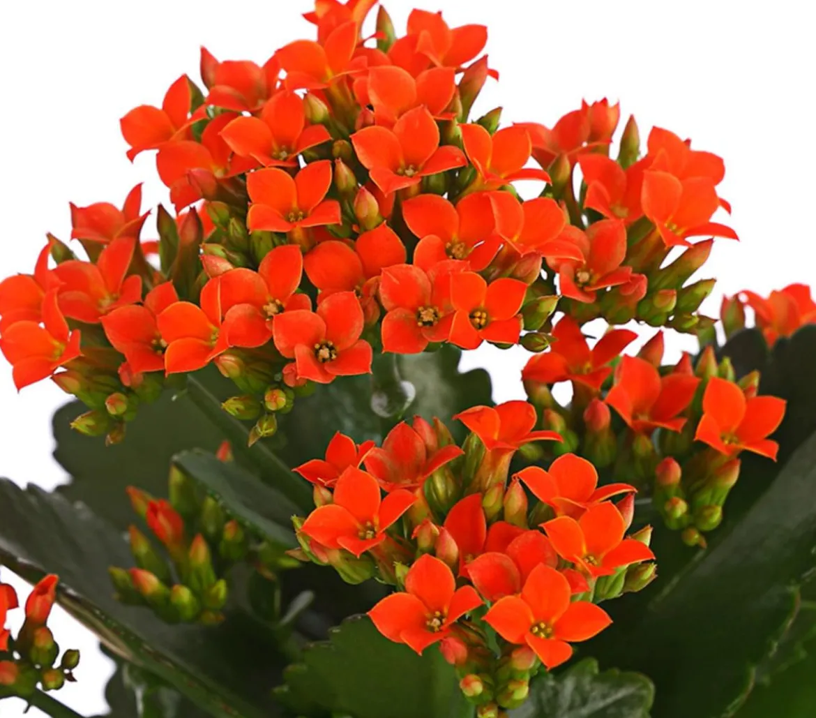 Flammendes Käthchen - Kalanchoe blossfeldiana