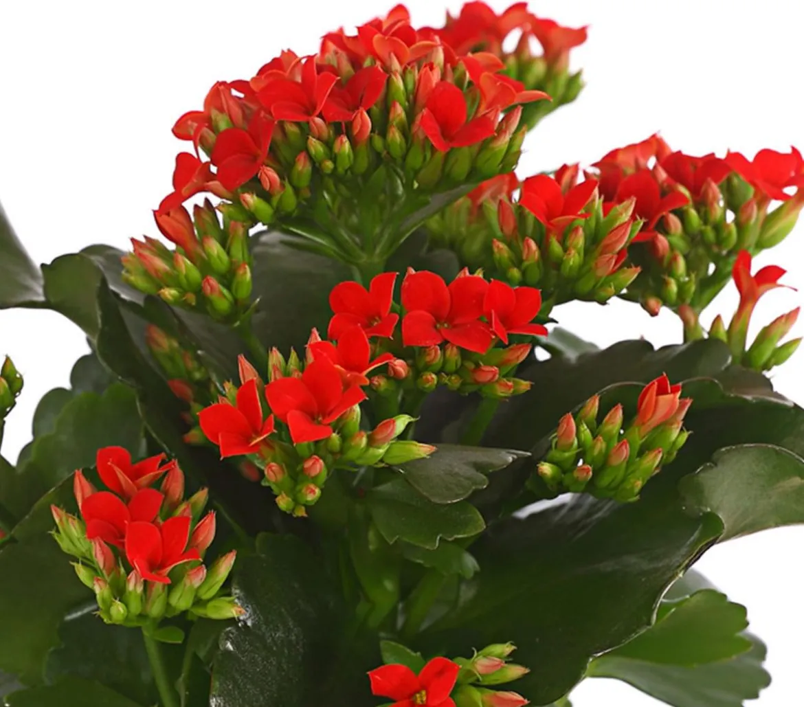 Flammendes Käthchen - Kalanchoe blossfeldiana