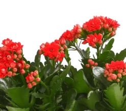 Flammendes Käthchen - Kalanchoe blossfeldiana