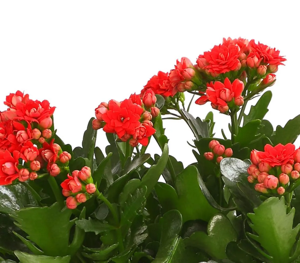 Flammendes Käthchen - Kalanchoe blossfeldiana