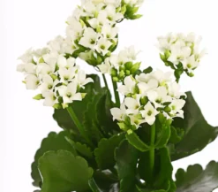 Flammendes Käthchen - Kalanchoe blossfeldiana