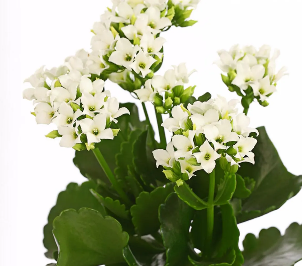 Flammendes Käthchen - Kalanchoe blossfeldiana