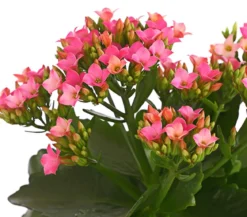 Flammendes Käthchen - Kalanchoe blossfeldiana